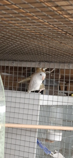 Blaugenick Sperlingpapagein 