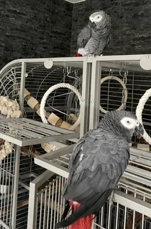 Kongo Graupapageien Hähne