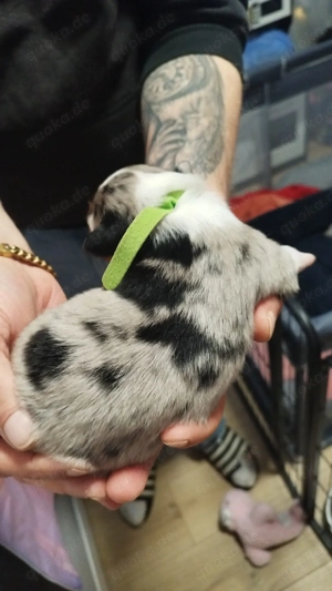 Australian Shepherd Welpen 