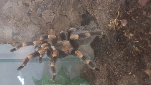 Brachypelma Hamorii Weibchen inklusive eingerichtetem Terrarium