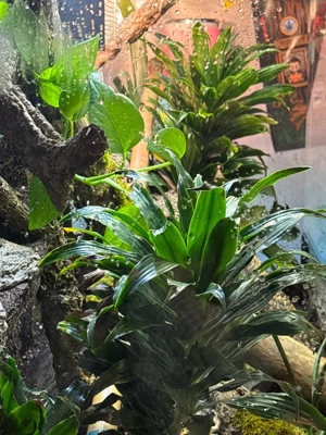 ich suche Kronengeckos Adult Weibchen