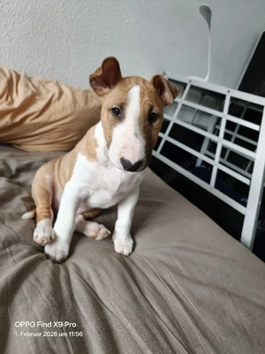 Miniatur Bullterrier Rüde 10 Wochen alt 
