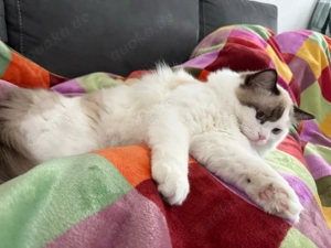 Ragdoll Kater geb.8.6.25 kastriert