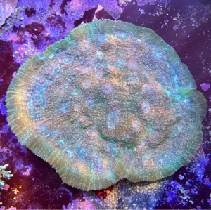 Korallen zu verkaufen   tauschen 