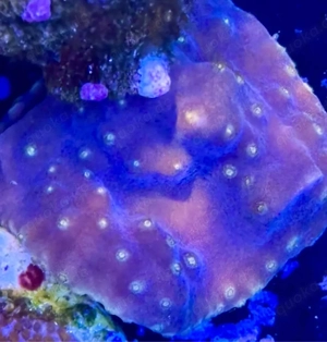 Korallen zu verkaufen   tauschen 