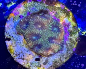 Korallen zu verkaufen   tauschen