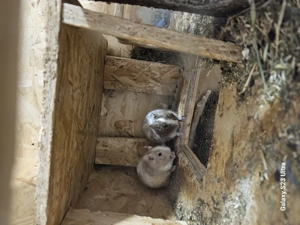 Degu Brüder suchen neues Zuhause 