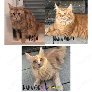 2 von 6 süße Maine Coon kitten suchen noch ein Zuhause.  Bild 2