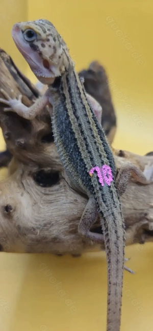 Bartagame pogona vitticeps translucent thunderbolt männlich