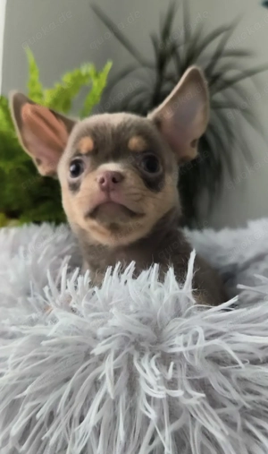 Chihuahua 