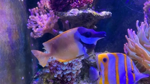 Fuchsgesicht zu Verkaufen 