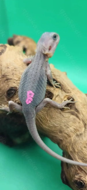 Bartagame pogona vitticeps hypo trans zero weiblich