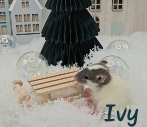 Berliner Flitzpiepen: Bunte Rattenwelpen suchen Herzensmenschen