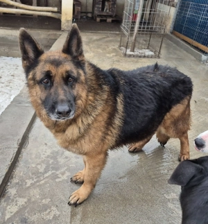 Schäferhund 080935 sucht seine Menschen