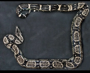 0.1 Boa c. Longicauda anerythristic 2018 