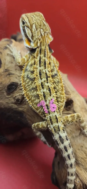 Bartagame pogona vitticeps Genetik Stripe weiblich