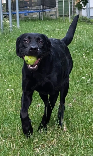 Labrador Hündin 