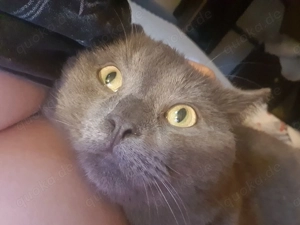 Deckkater Damon Bild 2