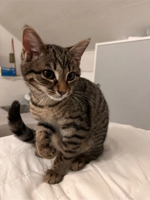 Kitten   junge Katze abzugeben