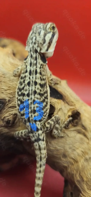 Bartagame pogona vitticeps leatherback männlich 