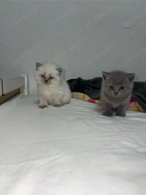Reinrassige BKH Katzen nur noch 1 Männlich 1 Weibchen!!