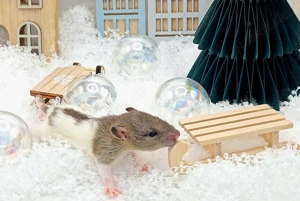 Berliner Flitzpiepen: Bunte Rattenwelpen suchen Herzensmenschen