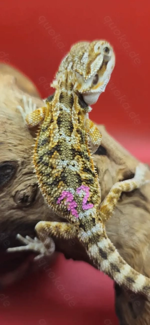 Bartagame pogona vitticeps weiblich