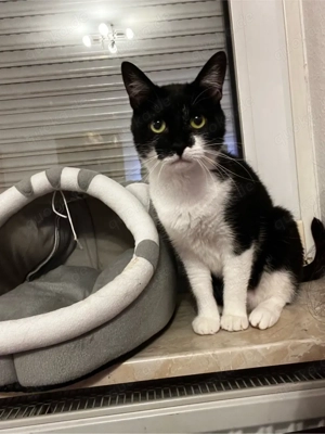 Dringend! Liebevolle Katze Rose