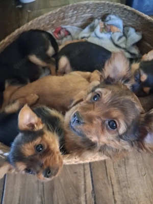 Yorkshire Terrier - Chihuahua Welpen (kleinbleibend)