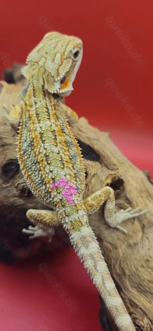 Bartagame pogona vitticeps hypo Genetik stripe weiblich