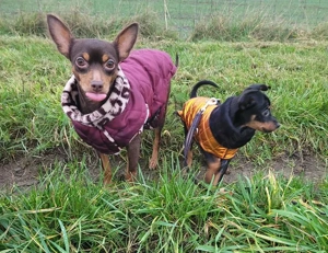 Prager Rattler  Weiblich Black and tan- Abgabebereit  Bild 9