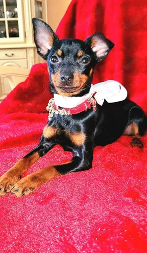 Prager Rattler  Weiblich Black and tan- Abgabebereit  Bild 8