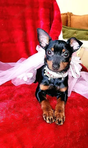 Prager Rattler Welpe Weiblich Black and tan- Abgabebereit 