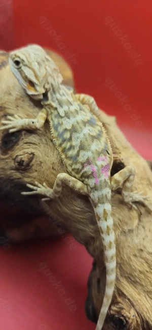 Bartagame pogona vitticeps hypo leatherback weiblich 