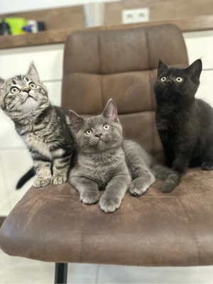 5 Kätzchen Maine Coon BKH