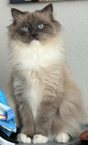Ragdoll Kater verschmust und kastriert