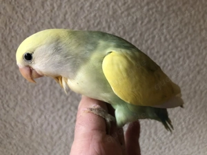 handzahme Rosenköpfchen-Hähne