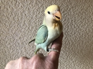 handzahme Rosenköpfchen-Henne