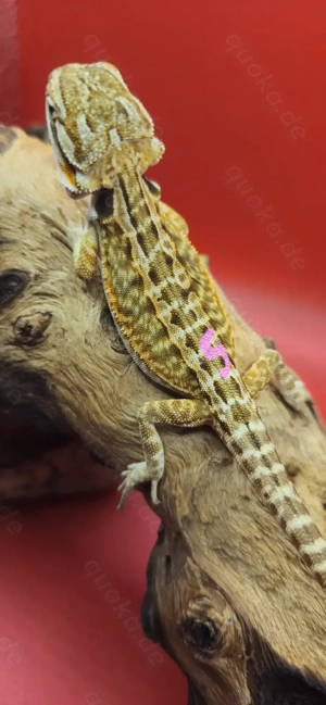 Bartagame pogona vitticeps leatherback weiblich