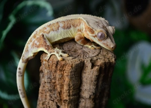 1.0 Kronengecko Lilly White Orange 