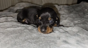 Zwergdackel Welpen 