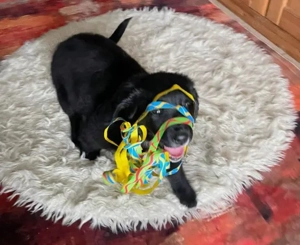 TOP Golden Aussie Welpe, Rüde,  mit Papiere (Ahnenpass) für Therapie und Familie