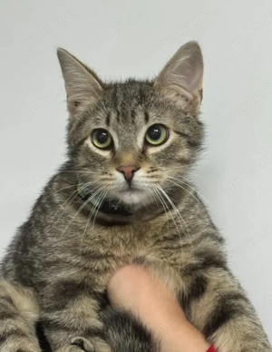 Pancake Zuckersüßer Tiger sucht Familie mit Knusperhäuschen