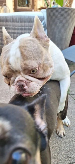 Fr.Bulldogge Deckrüde (kein Verkauf)