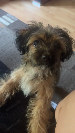 yorkshirre terrier mix hund 