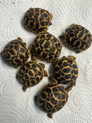 Sternschildkröten NZ2025