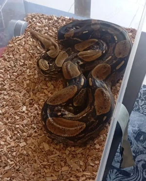 Boa Constrictor Imperator  Bild 2