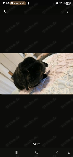 Zahmes kaninchen abzugeben  Bild 3