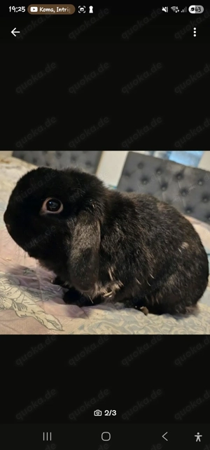 Zahmes kaninchen abzugeben  Bild 2