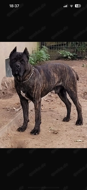 Erfahrener Cane Corso Deckrüde